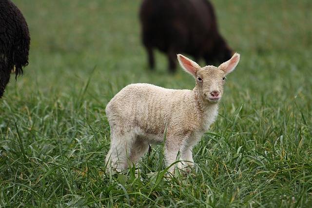 怎么让母羊多生小羊羔 怎么增加母羊产仔量
